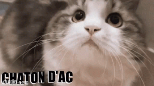 A Close Up Of A Cat With The Words Chaton D' Ac Written Below It GIF