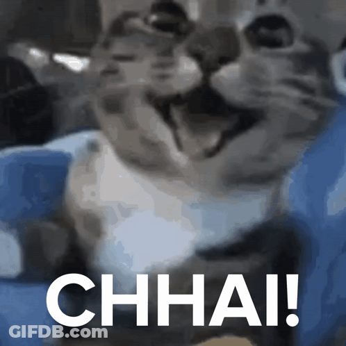 A Close Up Of A Cat With The Words Chhai In White Letters GIF