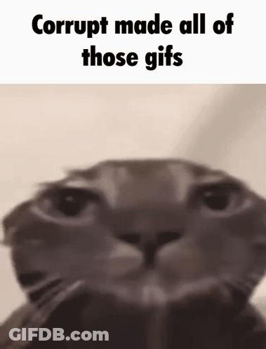 A Close Up Of A Cat With The Words Corrupt Made All Of Those Gifs Above It GIF