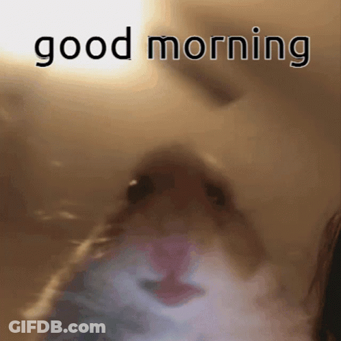 A Close Up Of A Cat With The Words Good Morning Written On It GIF