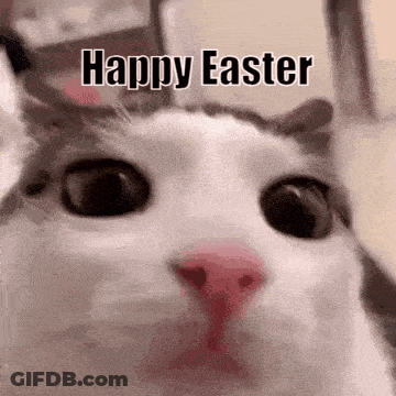 A Close Up Of A Cat With The Words `` Happy Easter '' Written On It . GIF