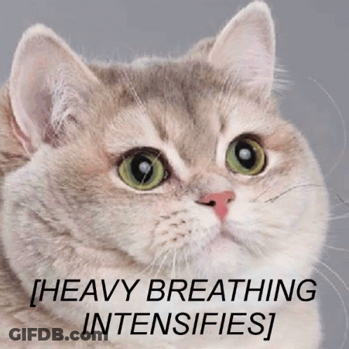A Close Up Of A Cat With The Words Heavy Breathing Intensifies On The Bottom GIF
