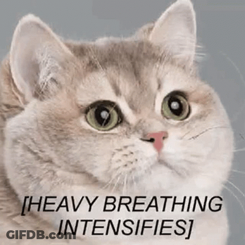 A Close Up Of A Cat With The Words `` Heavy Breathing Intensifies '' Written On It 'S Face . GIF