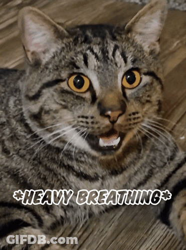 A Close Up Of A Cat With The Words Heavy Breathing Written Above It GIF