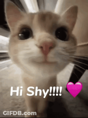 A Close Up Of A Cat With The Words Hi Shy !!! Below It GIF