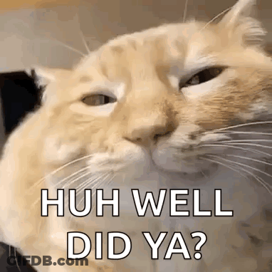 A Close Up Of A Cat With The Words `` Huh Well Did Ya ? '' Written On It . GIF