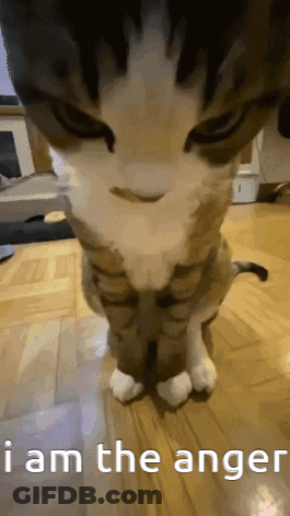 Close Up Of Cat With I Am The Anger GIF