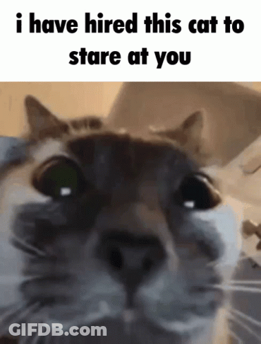 A Close Up Of A Cat With The Words I Have Hired This Cat To Stare At You Above It GIF