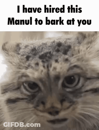 Cat Close Up With Hired Manul Barking Text GIF
