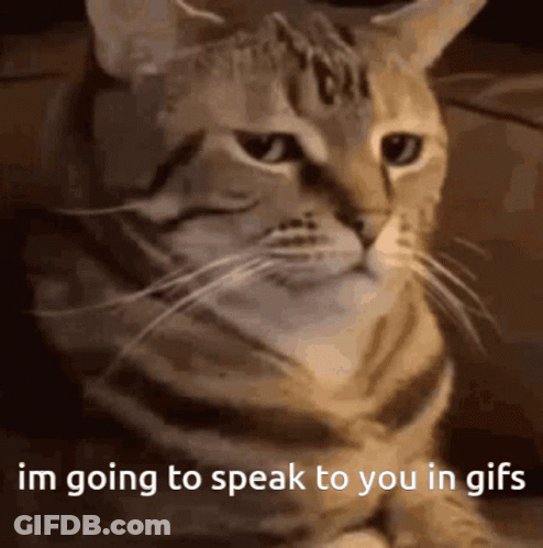 A Close Up Of A Cat With The Words Im Going To Speak To You In GIF