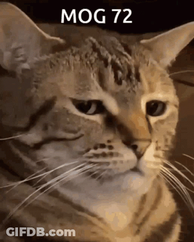A Close Up Of A Cat With The Words Mog 72 Written Above It GIF