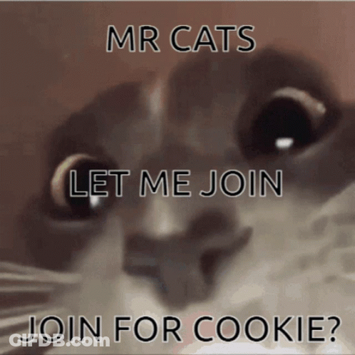 A Close Up Of A Cat With The Words Mr Cats Let Me Join Join For Cookie Written On It GIF