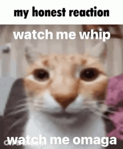A Close Up Of A Cat With The Words `` My Honest Reaction Watch Me Whip Watch Me Omega '' Written On It . GIF