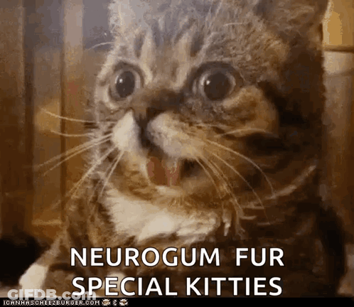 A Close Up Of A Cat With The Words Neurogum Fur Special Kitties GIF