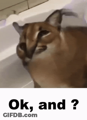 A Close Up Of A Cat With The Words Ok And Written Below It GIF
