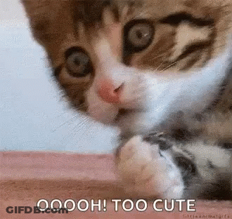 A Close Up Of A Cat With The Words `` Oooh ! Too Cute '' Written Below It . GIF