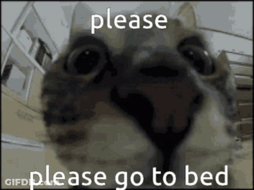 A Close Up Of A Cat With The Words Please Go To Bed Above It GIF