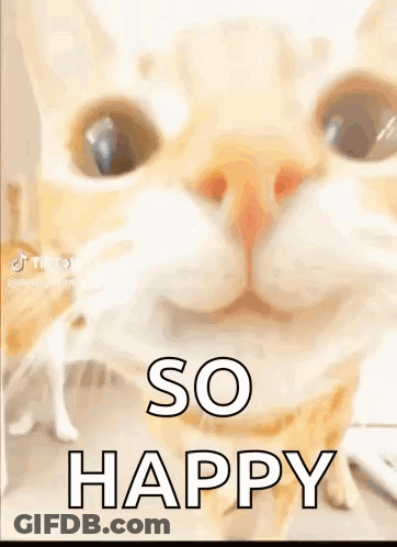 A Close Up Of A Cat With The Words `` So Happy '' Written On It . GIF