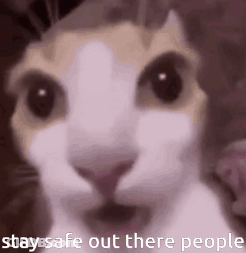 A Close Up Of A Cat With The Words " Stay Safe Out There People " Written Below It GIF