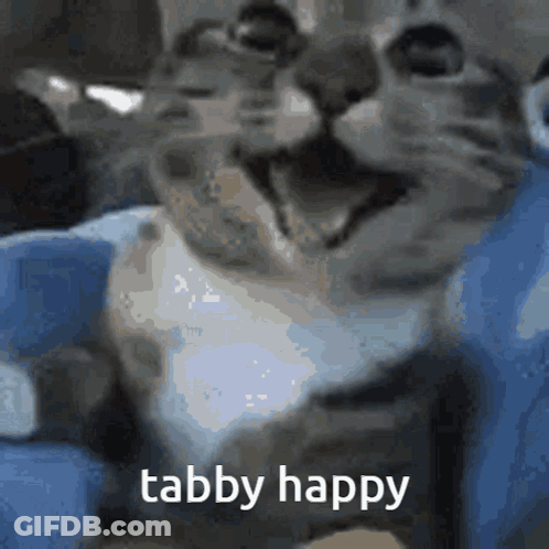 A Close Up Of A Cat With The Words Tabby Happy Written Below It GIF