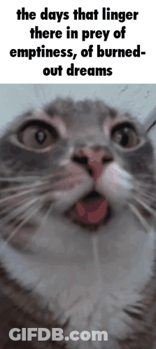 A Close Up Of A Cat With The Words The Days That Linger There In Prey Of Emptiness GIF