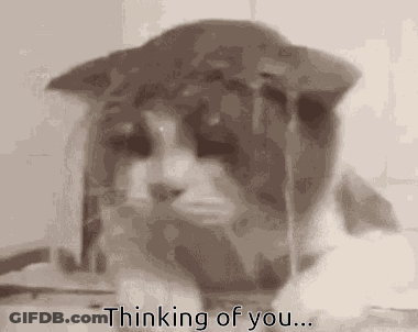 A Close Up Of A Cat With The Words `` Thinking Of You '' Written Below It . GIF