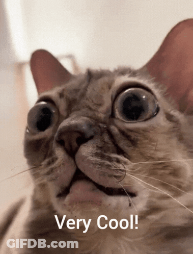 A Close Up Of A Cat With The Words Very Cool Written Below It GIF