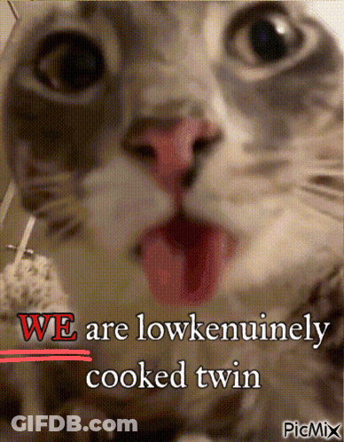 A Close Up Of A Cat With The Words We Are Lowkenuinely Cooked Twin Written Below It GIF