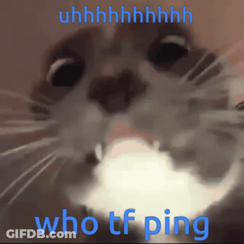 A Close Up Of A Cat With The Words Who Tf Ping On The Bottom GIF