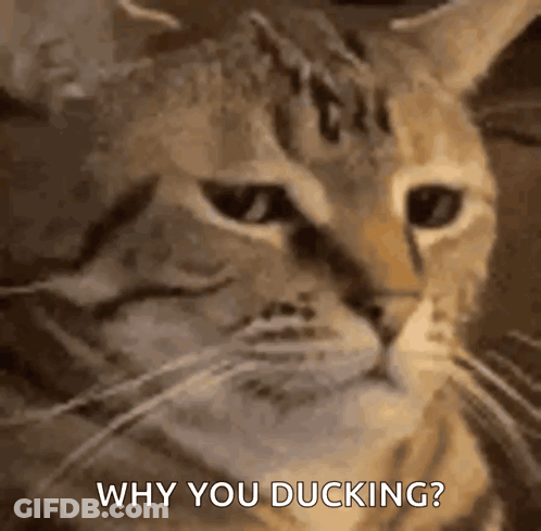 A Close Up Of A Cat With The Words Why You Ducking Written Below It GIF