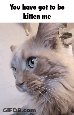 A Close Up Of A Cat With The Words `` You Have Got To Be Kitten Me '' GIF