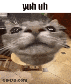 A Close Up Of A Cat With The Words Yuh Uh Above It GIF