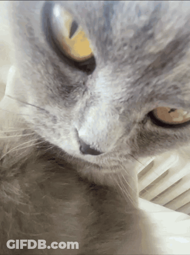 A Close Up Of A Cat With Yellow Eyes GIF