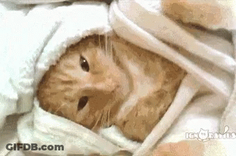 A Close Up Of A Cat Wrapped In A White Cloth GIF