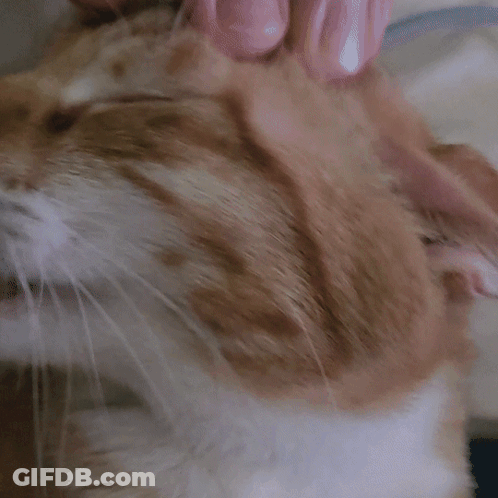 A Close Up Of A Cat Yawning With Its Mouth Wide Open GIF