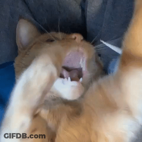 A Close Up Of A Cat Yawning With Its Mouth Wide Open GIF