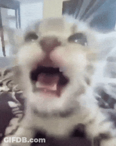 A Close Up Of A Cat Yawning With Its Mouth Wide Open GIF