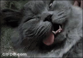 A Close Up Of A Cat Yawning With Its Tongue Hanging Out GIF