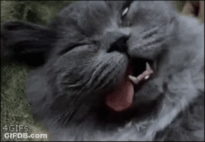 A Close Up Of A Cat Yawning With Its Tongue Out . GIF