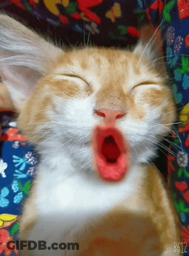 A Close Up Of A Cat Yawning With The Number B612 On The Bottom Right GIF