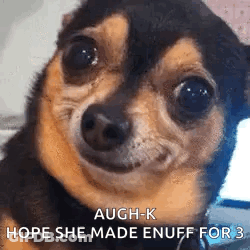 A Close Up Of A Chihuahua Dog Making A Funny Face And Saying Augh-K Hope She Made Enuff For 3 . GIF