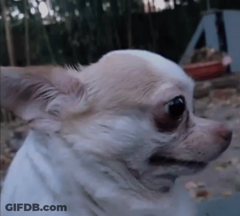A Close Up Of A Chihuahua Looking At Something GIF