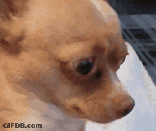 A Close Up Of A Chihuahua 'S Face Looking At The Camera . GIF
