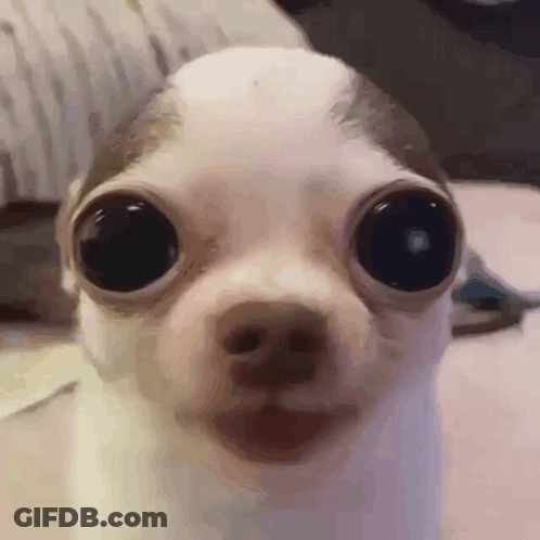 A Close Up Of A Chihuahua 'S Face With Big Eyes GIF