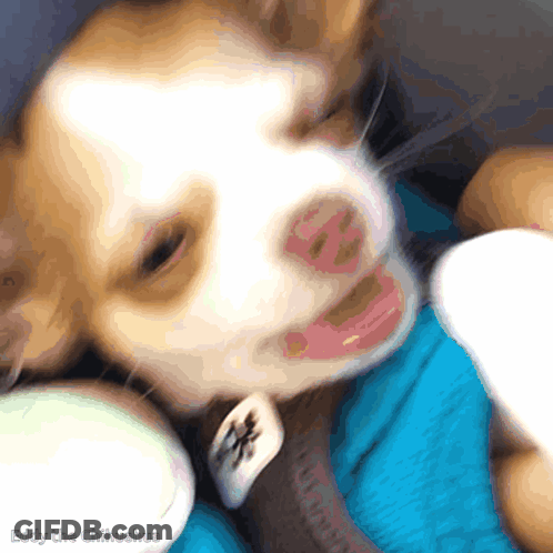 A Close Up Of A Chihuahua With Eddy The Chihuahua Written On The Bottom Right GIF