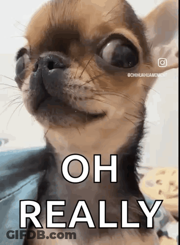 A Close Up Of A Chihuahua With The Words Oh Really Written On It 'S Face . GIF
