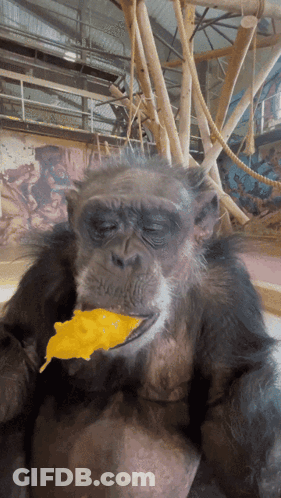 A Close Up Of A Chimpanzee Eating A Piece Of Food With Its Eyes Closed GIF
