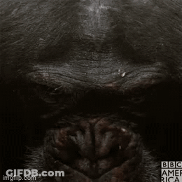 A Close Up Of A Chimpanzee 'S Face With A Bbc America Logo In The Corner GIF