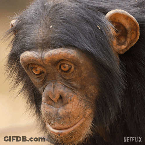 A Close Up Of A Chimpanzee 'S Face With A Netflix Logo On The Bottom GIF