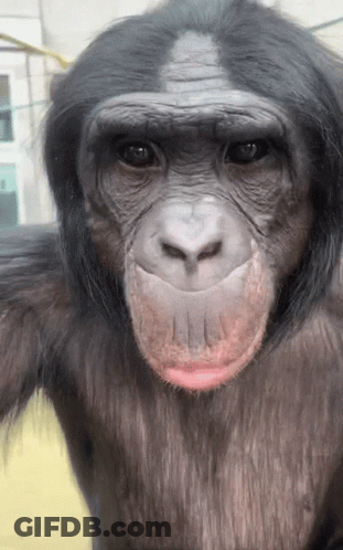 A Close Up Of A Chimpanzee 'S Face With A Pink Lip GIF